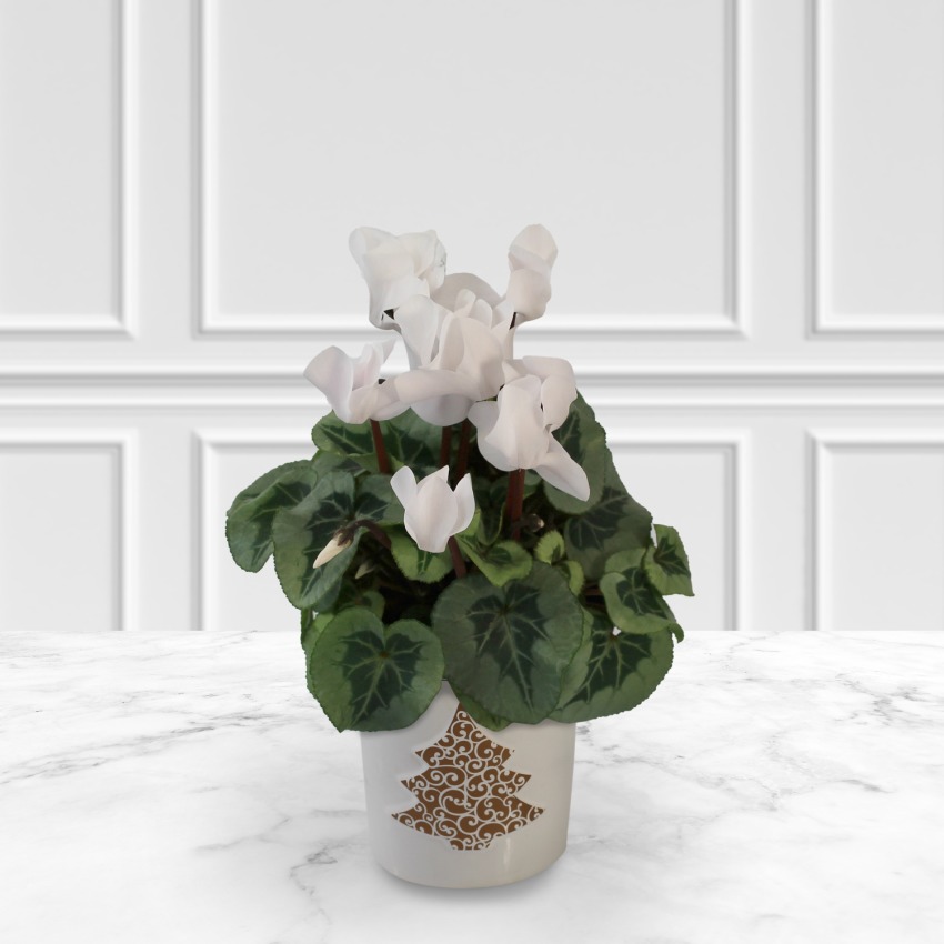 White Cyclamen in Festive Ceramic Pot