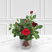 Red Rose Plant in Festive Ceramic Pot