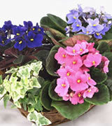 African Violets