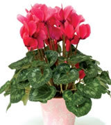 Cyclamen